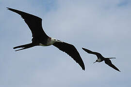 Magnificent Frigatebird