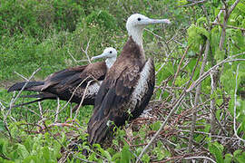 Magnificent Frigatebird