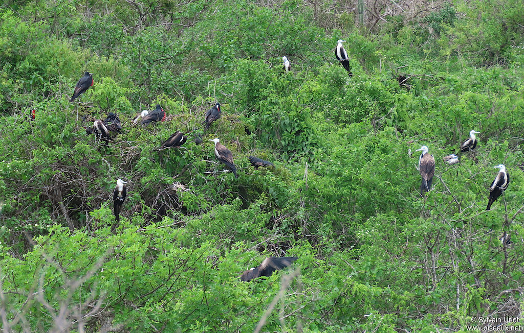 Magnificent Frigatebird