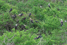 Magnificent Frigatebird