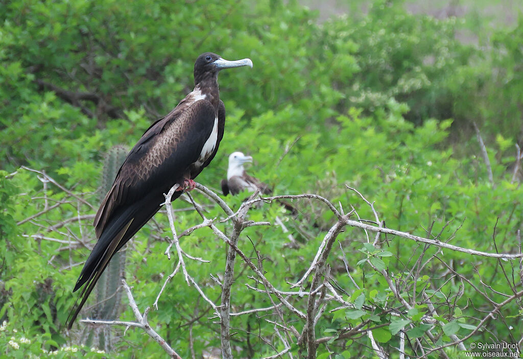 Magnificent Frigatebird female adult