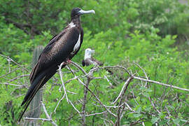 Magnificent Frigatebird