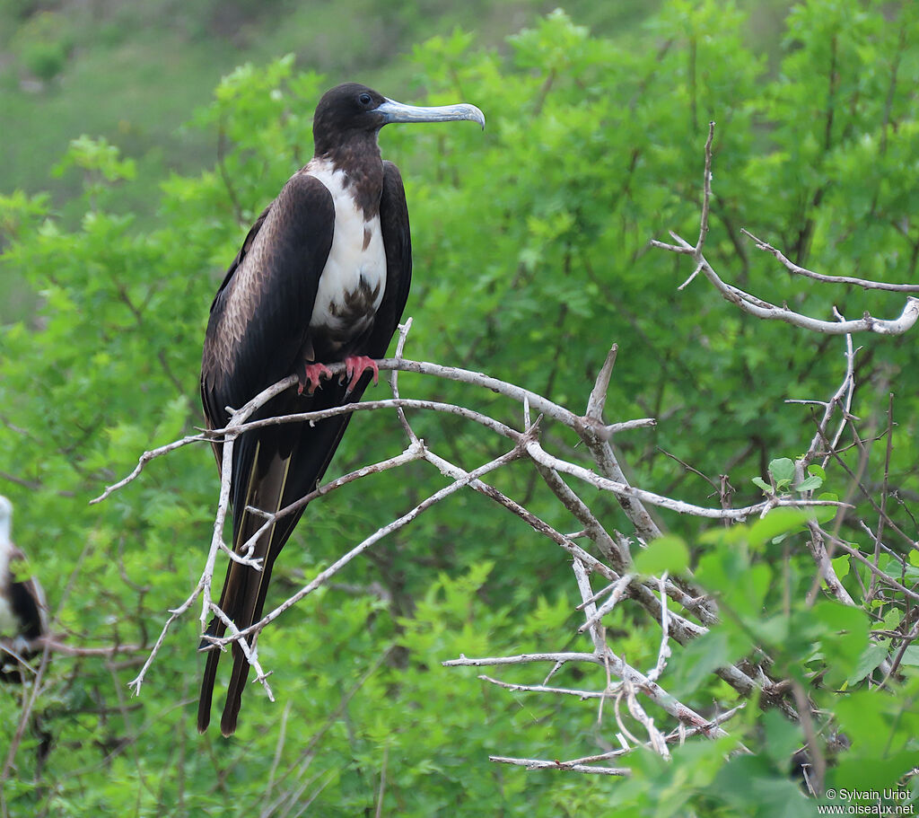 Magnificent Frigatebird female adult