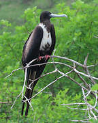 Magnificent Frigatebird