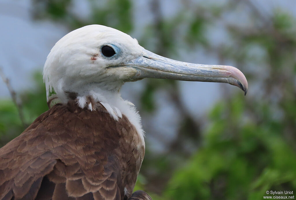 Magnificent Frigatebirdjuvenile