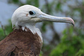 Magnificent Frigatebird