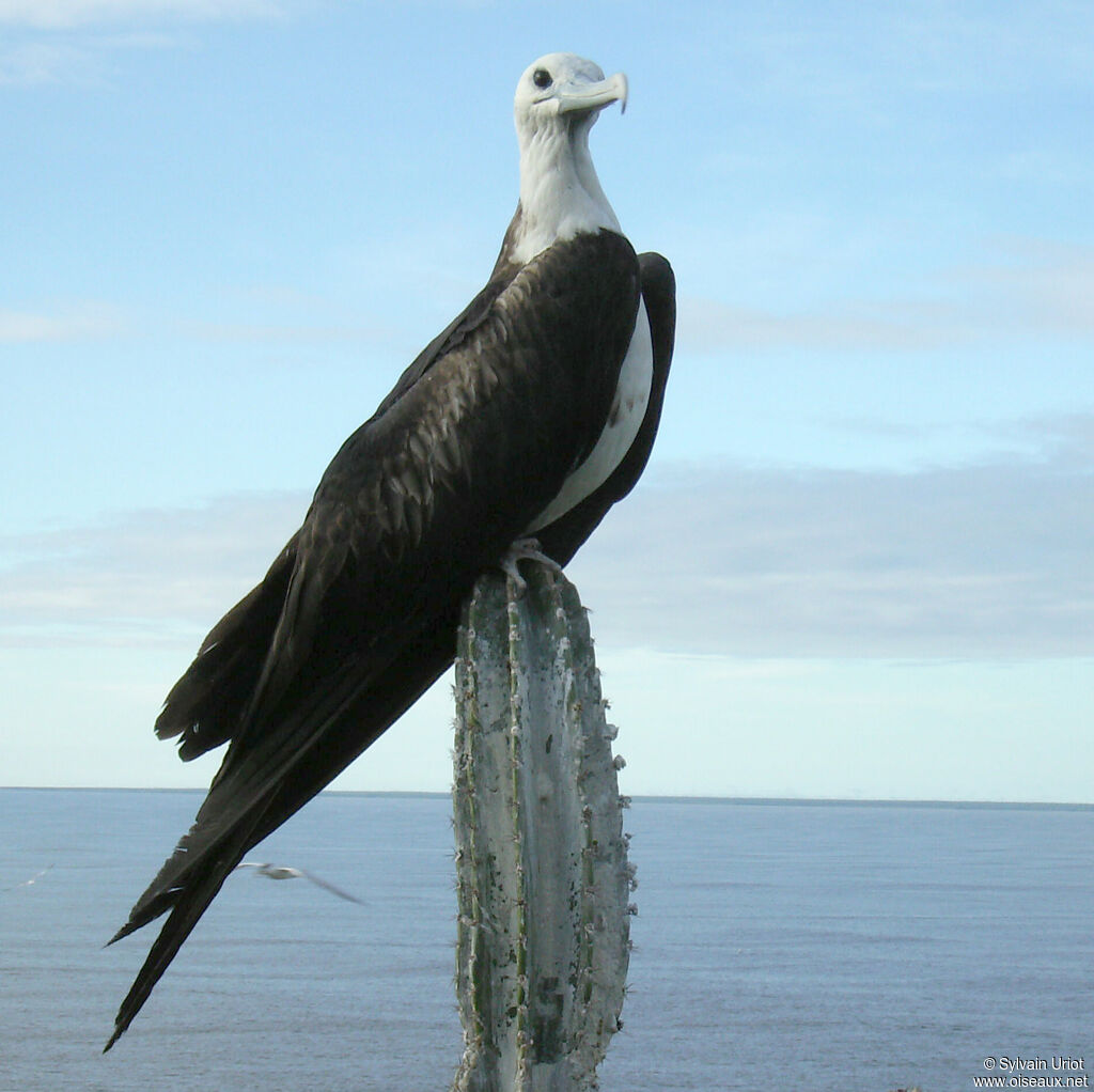 Magnificent FrigatebirdFirst year