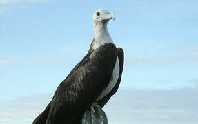 Magnificent Frigatebird