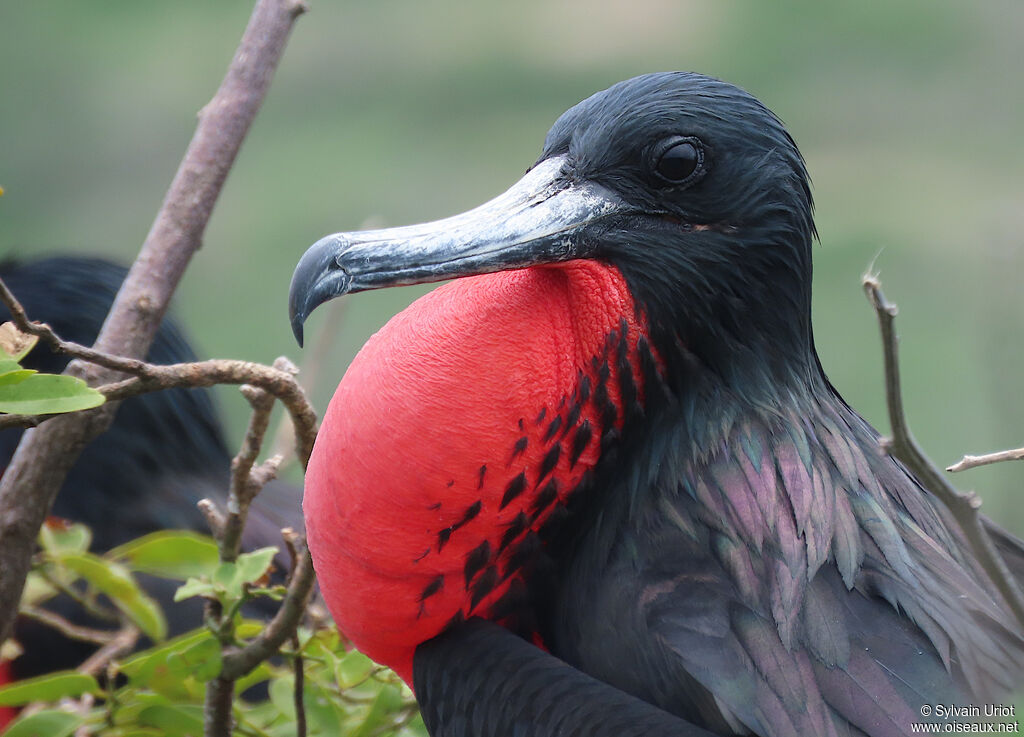 Magnificent Frigatebird male adult