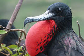 Magnificent Frigatebird