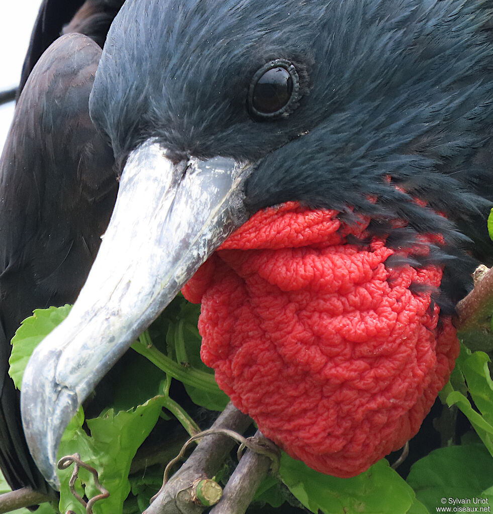 Magnificent Frigatebird male adult