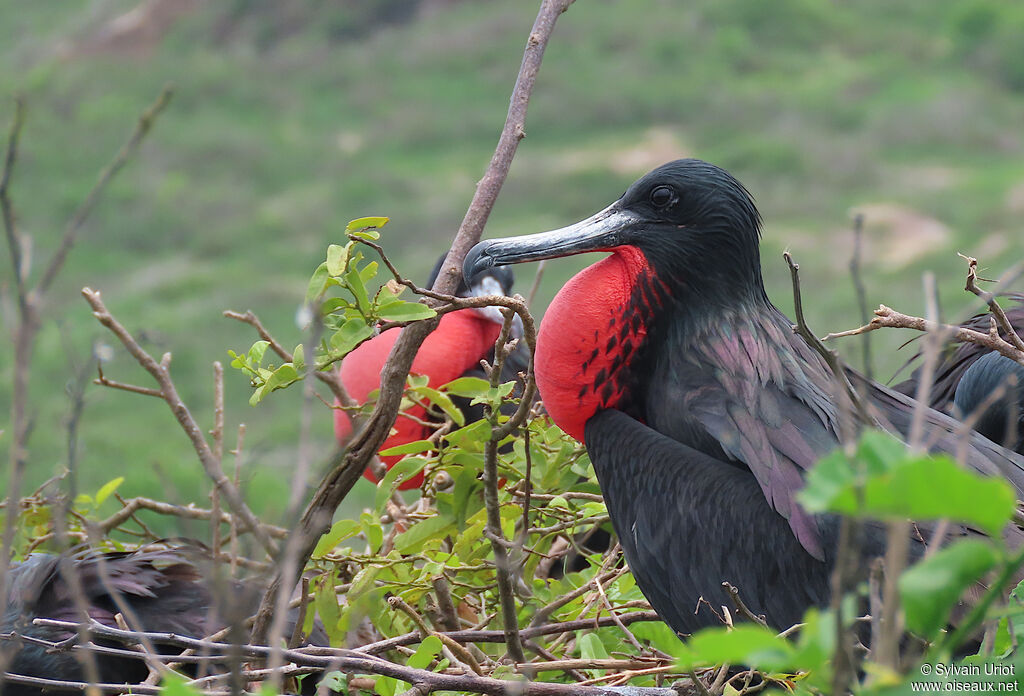 Magnificent Frigatebird male adult