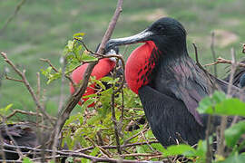 Magnificent Frigatebird