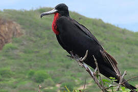 Magnificent Frigatebird