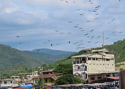 Magnificent Frigatebird