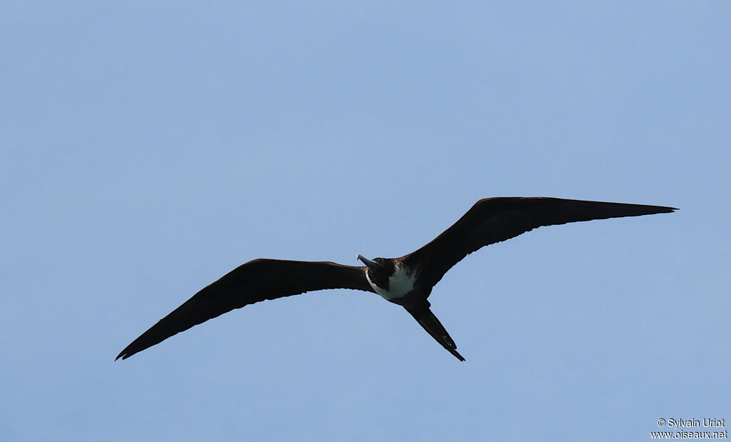 Magnificent Frigatebird female adult