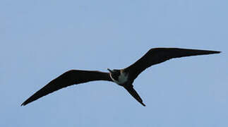 Magnificent Frigatebird