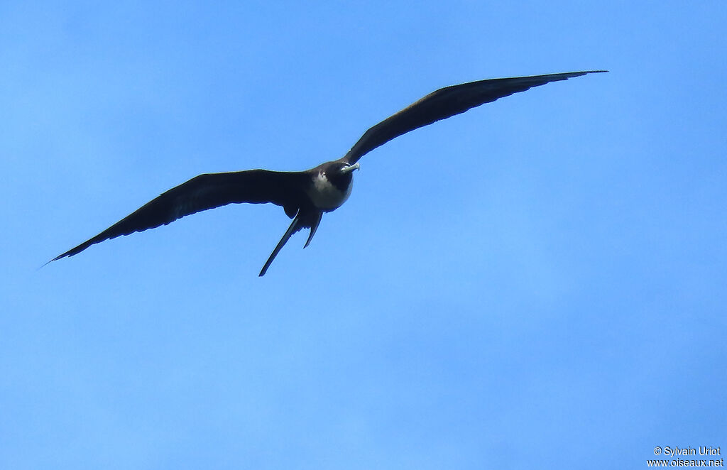 Magnificent Frigatebird female adult