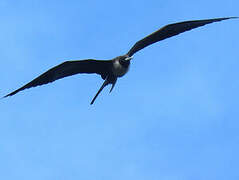 Magnificent Frigatebird