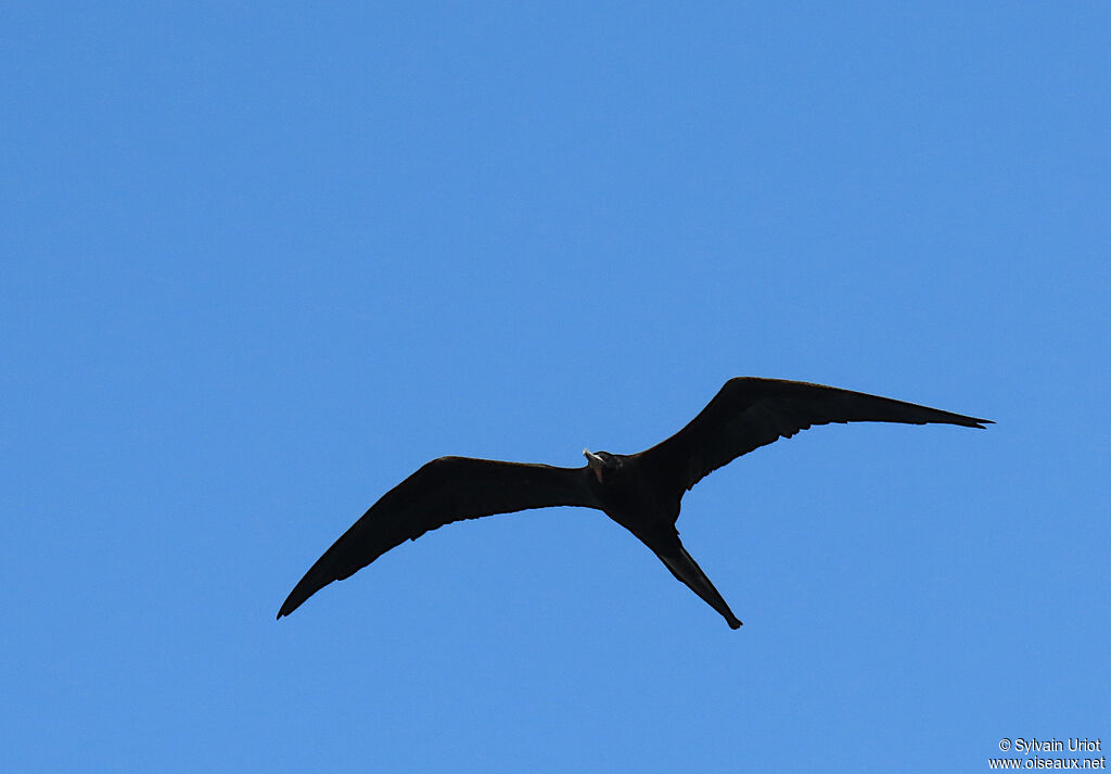 Magnificent Frigatebird male adult