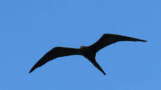 Magnificent Frigatebird