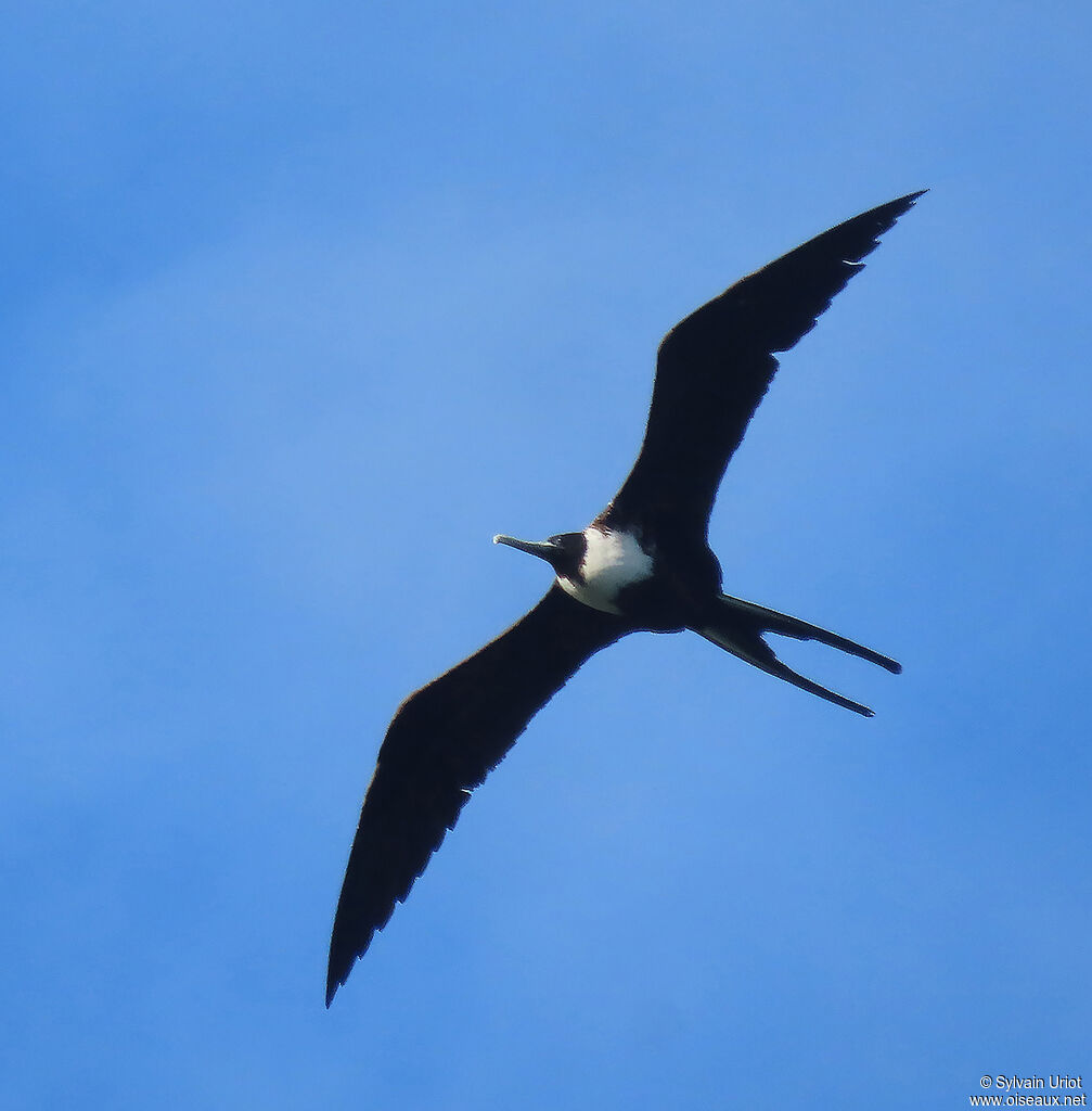 Magnificent Frigatebird female adult