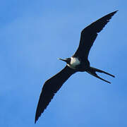 Magnificent Frigatebird