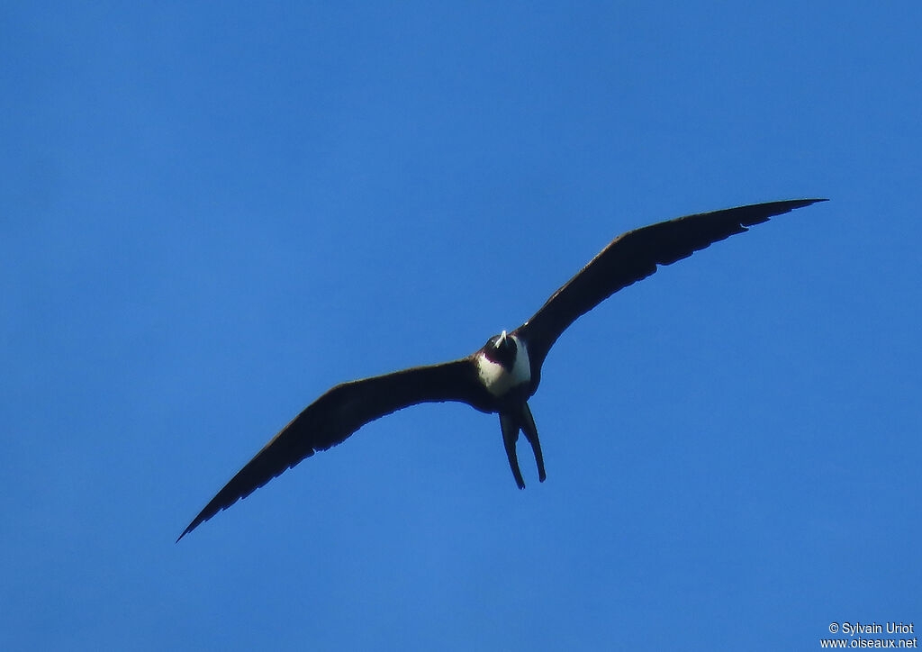 Magnificent Frigatebird female adult