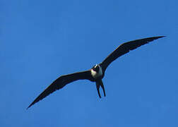 Magnificent Frigatebird