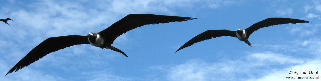 Magnificent Frigatebird female adult