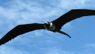 Magnificent Frigatebird