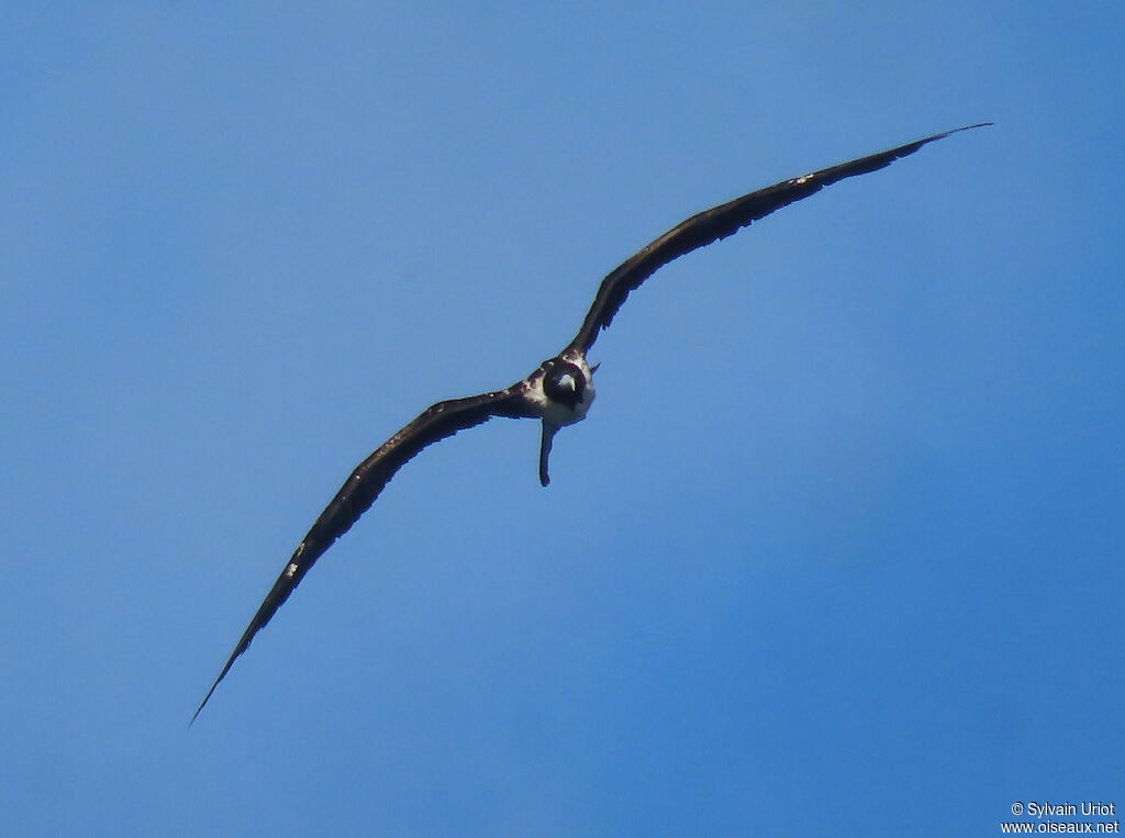 Magnificent Frigatebird female adult