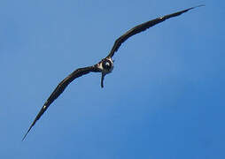 Magnificent Frigatebird