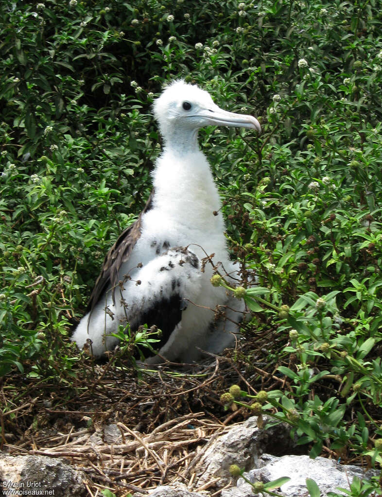 Frégate superbePoussin, identification