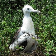 Magnificent Frigatebird