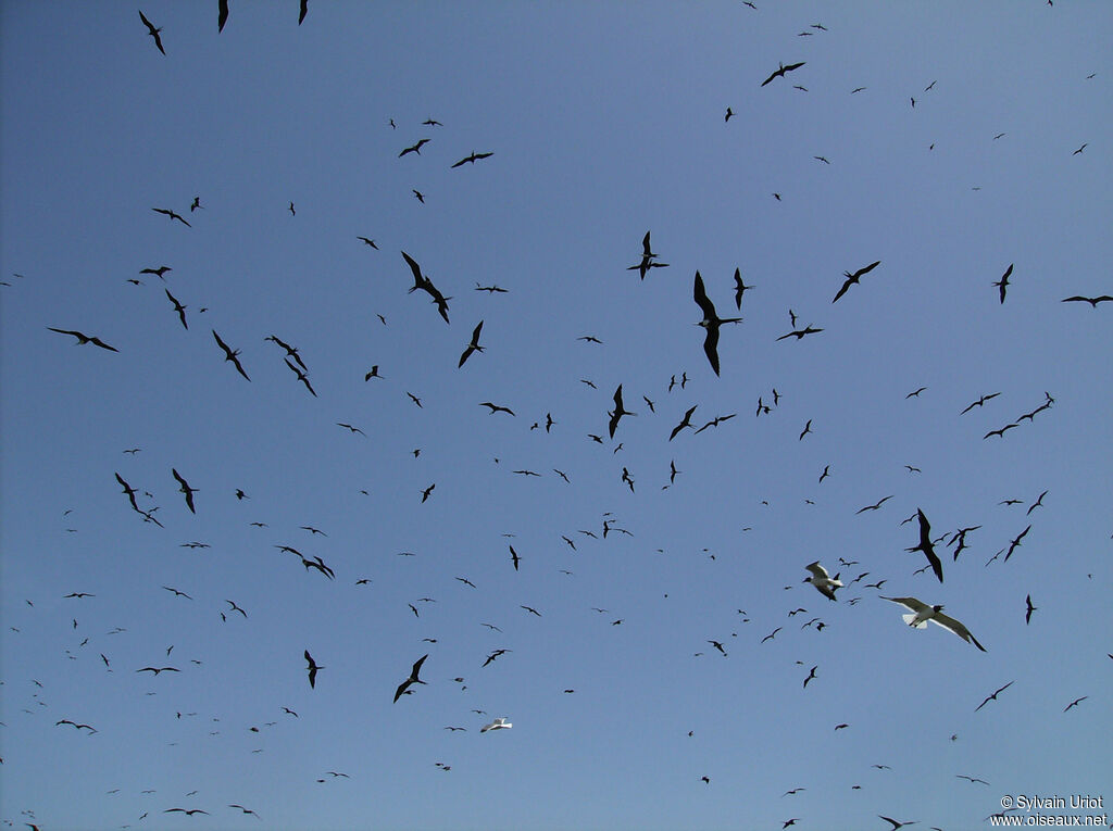 Magnificent Frigatebird