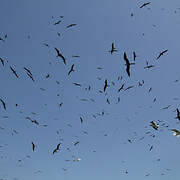 Magnificent Frigatebird