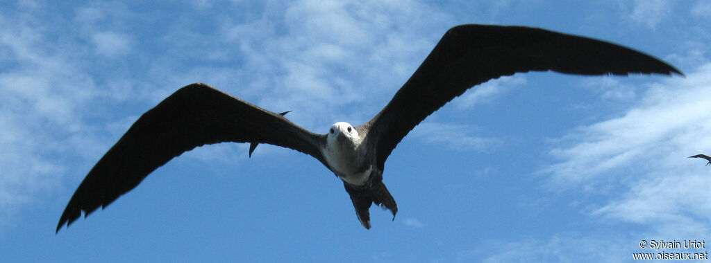 Magnificent FrigatebirdFirst year