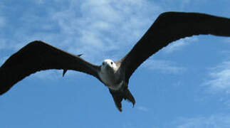 Magnificent Frigatebird