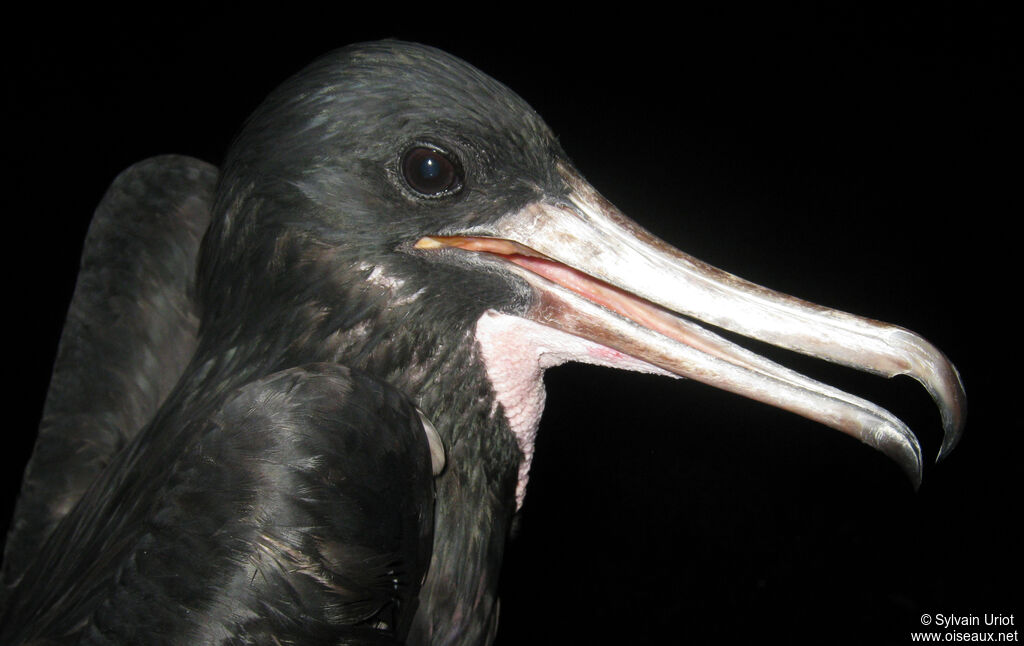 Magnificent Frigatebird male adult