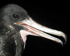 Magnificent Frigatebird