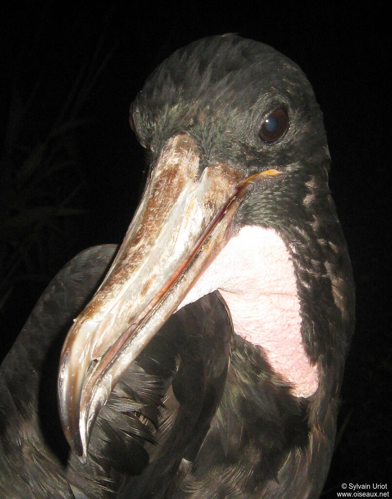 Magnificent Frigatebird male adult