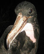 Magnificent Frigatebird