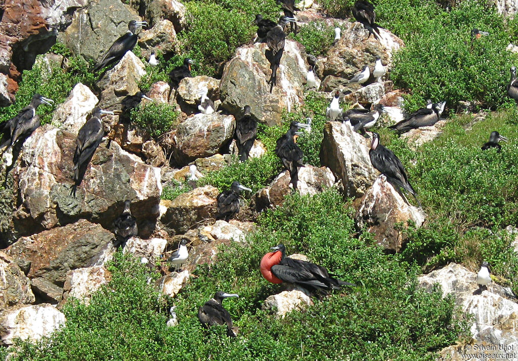 Magnificent Frigatebird, colonial reprod.