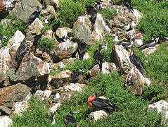 Magnificent Frigatebird