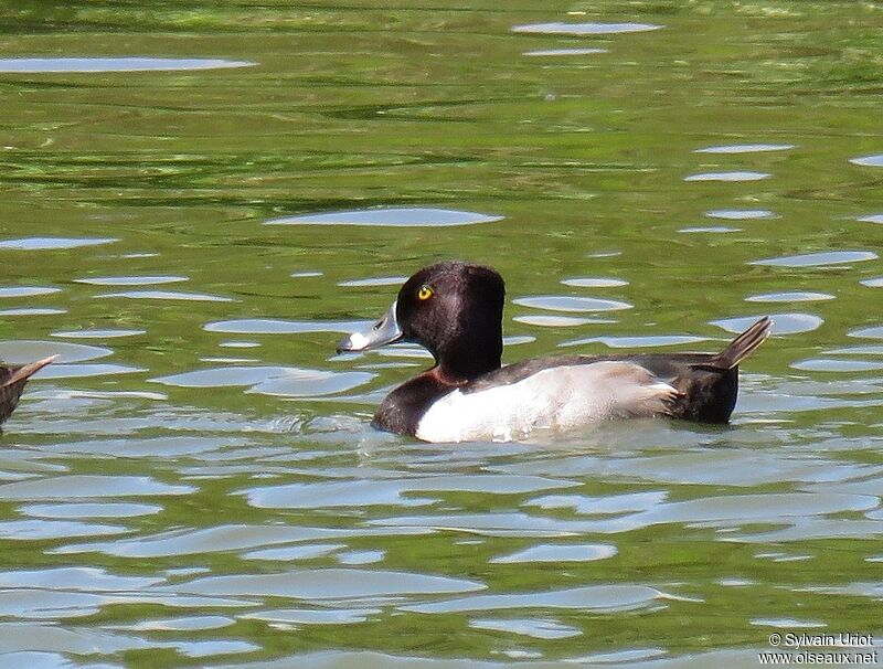 Ring-necked Duck male adult