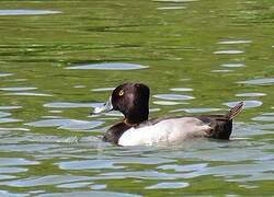 Ring-necked Duck