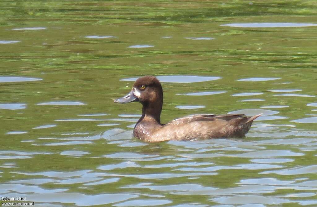 Lesser Scaup male First year, identification