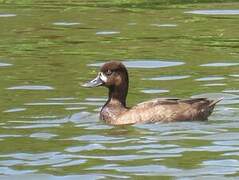 Lesser Scaup