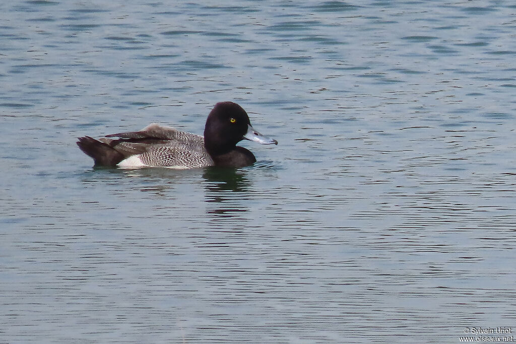 Lesser Scaup male adult breeding